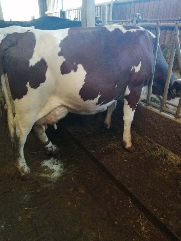 Vand 2 vaci Holstein si 3 vaci Baltate Romanesti,
