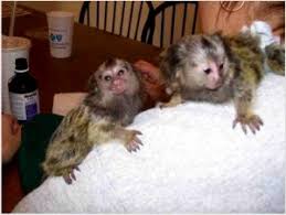 Maimuţe marmoset frumoase gata pentru adoptarea