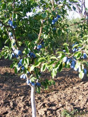 Producator vand pomi fructiferi altoiti: mar -Generos, prun- Stanley,Centenar,piersic-Cardinal