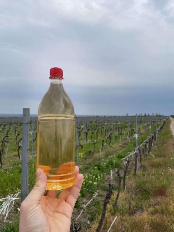 Vin natural - Cramă Vrancea