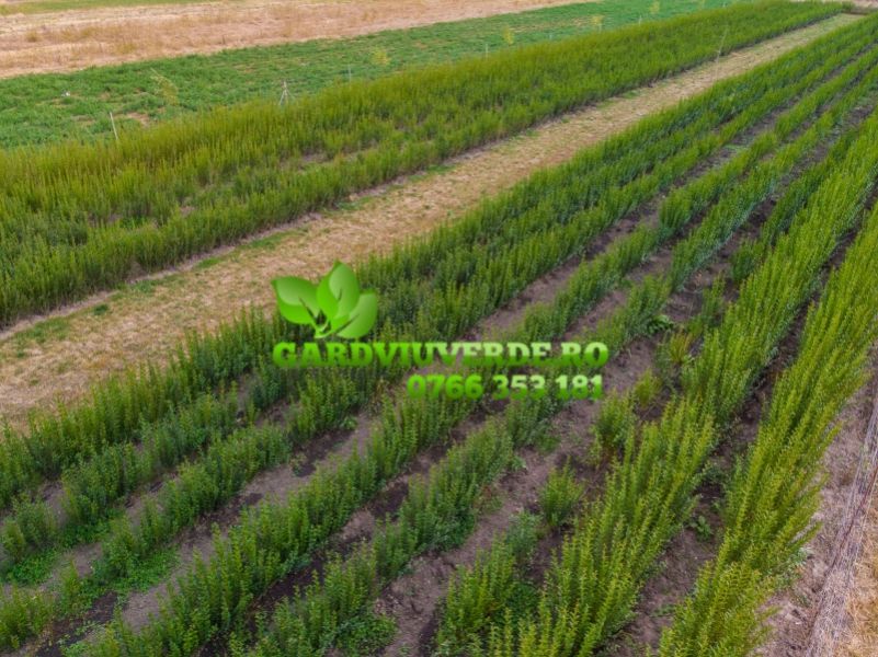 Gard viu, Lemn cainesc, Ligustrum Ovalifolium