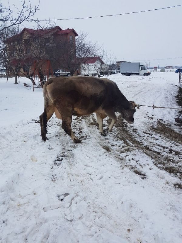 Vand vaca bruna gestanta