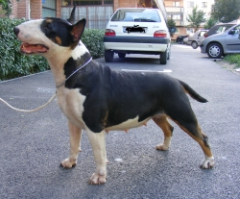 Pui bull terrier