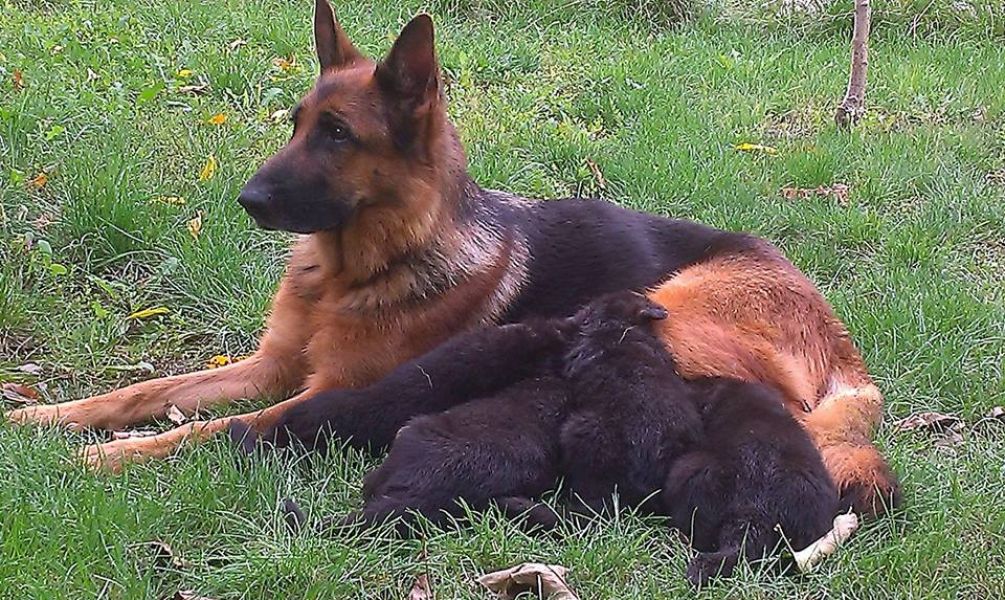 Vand catei Ciobanesc German cu pedigree de exceptie