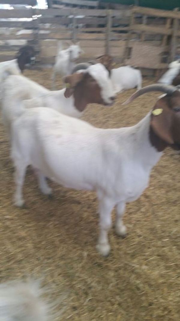 Vand 15 capre saanen si 5 boer