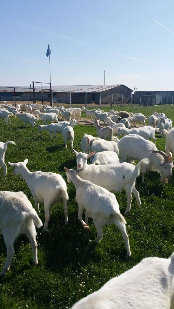 Vand  100capre  saanen  rasa pura  gestante