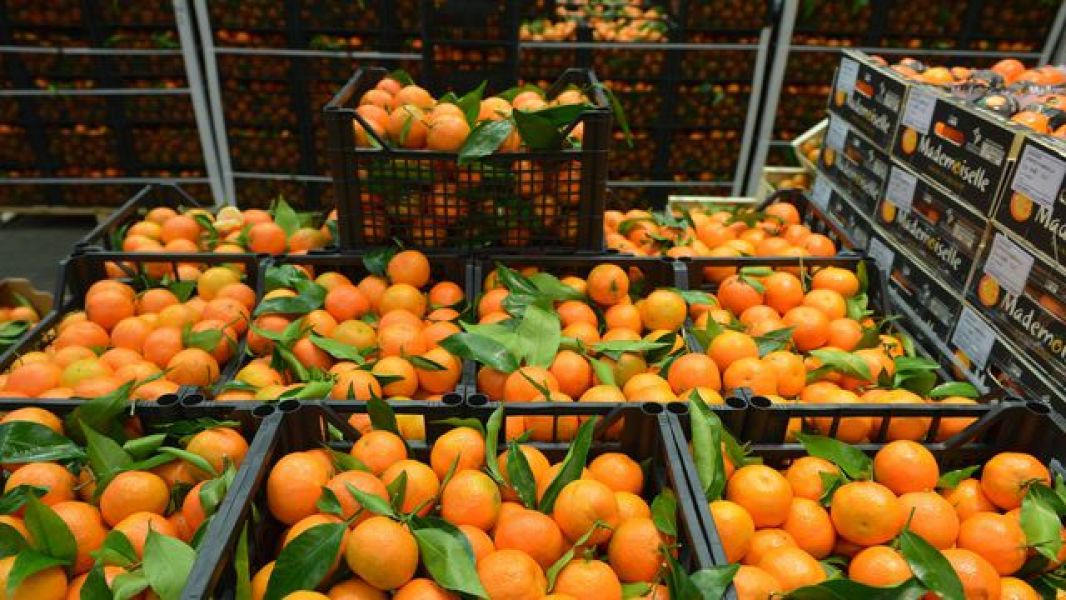 Depozit de nectarine germania